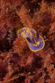 Hypselodoris cantabrica, a very common nudibranch around these parts. With this shot I tried to recreate another photo I took a few years ago with a Nikonos V.
Shot in Baleal, using a Canon EOS 300D in Nimar housing, Sigma 50mm, Ikelite MV, SB-105. 